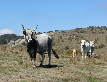 Les animaux de la 8 - Yak, lama, zbre, taureau : bienvenue en Bretagne !