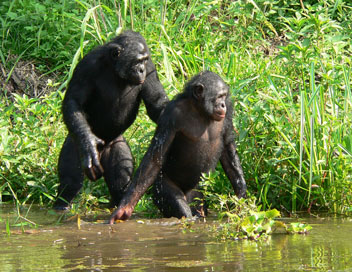 Au pays des bonobos