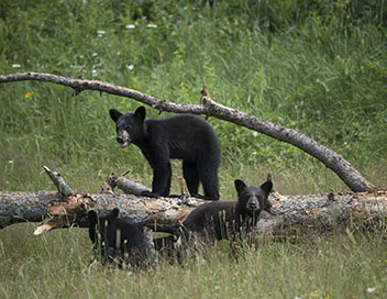 A l'cole de la vie sauvage - Les ours noirs