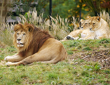 Un zoo  Paris - Le rocher des lions